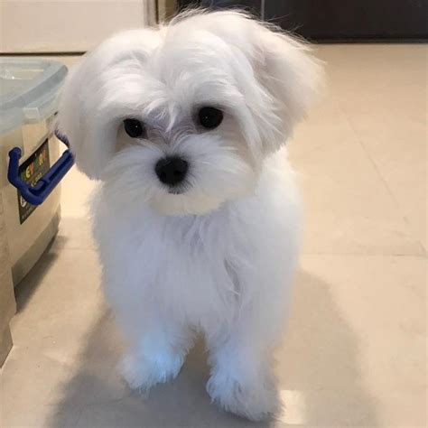 maltese puppies for sale orlando florida|teacup maltese puppies for sale.